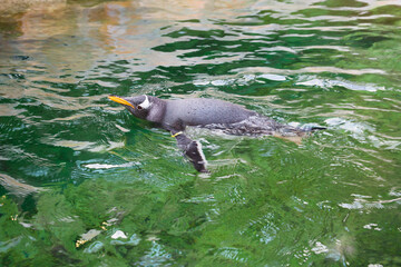 Obraz premium Gentoo penguin swims in the water. The main plumage is black. It is distinguished by a white spot near the eyes. He holds the world record for underwater swimming.