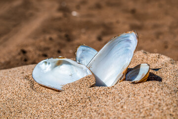 Fototapeta na wymiar Mother-of-pearl mussel shells in the sand by the river