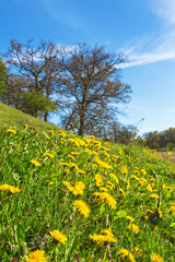 Flowering dandelions in a meadow