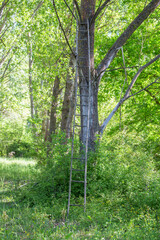 Old wooden ladder leaning against a tree