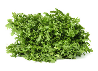 Fototapeta premium escarole endive isolated on a white background