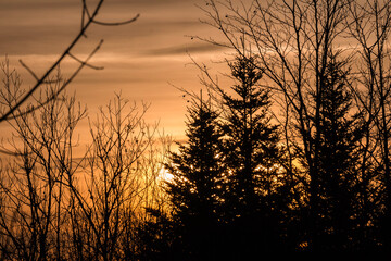 Silhouette von Bäumen im Sonnenuntergang