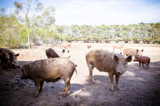 Pigs On A Farm In Australia