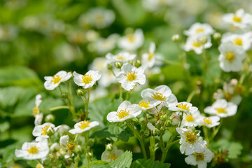 Blooming strawberry bushes. Flowers of the plant with edible fruits. Beautiful summer background of growing strawberry inflorescence. Spring berry garden. Food and drinks ingredient.