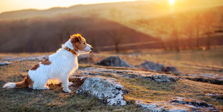 Cute happy dog sitting, waiting in the grass. Nature landscape, travelling, hiking with pet. Sunset, sunrise web banner.