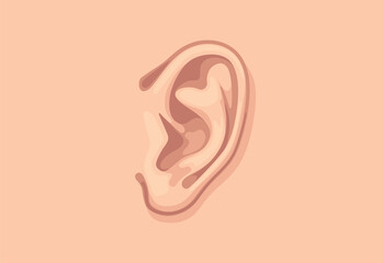 Human ear closeup. Design template of body part.
