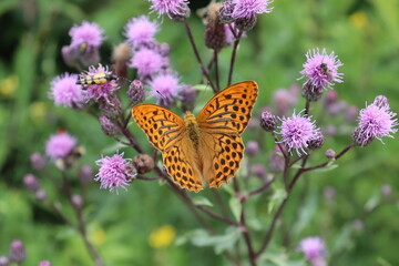 Schmetterling auf lila Blume Wiese