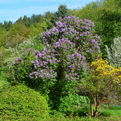 Frühlingslandschaft mit lila blühendem Flieder