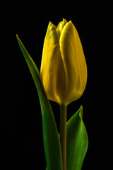 Eine Tulpenblüte auf Schwarzem Hintergrund