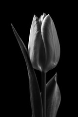 Schwarz weiß Fotografie von Tulpenblüten in Großaufnahme