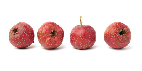 fresh hawthorn on white background.