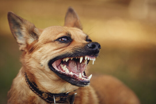 Angry dog growls at people in the street