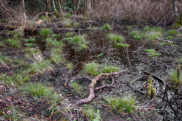 Forest scene in winter