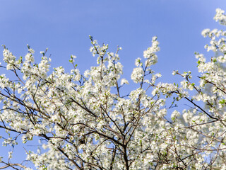 Flower tree on blue sky background