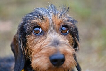 The rough-haired dachshund makes dog eyes