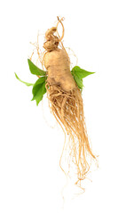 Fresh ginseng slices on white background.