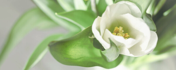 Obraz premium White tulip. Beautiful floral background. Spring flowers. Banner