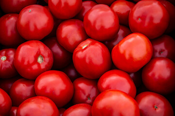 Lots of red tomatoes. Red ripe tomatoes. Close-up. Background or texture of tomatoes.  Collecting tomatoes.