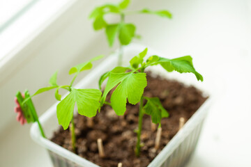 Ginkgo biloba tree seedlings at the window