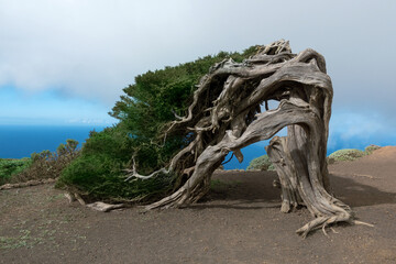 Alter Sabina Wacholderbaum - Wahrzeichen der Insel El Hierro, Kanarische Inseln, Spanien