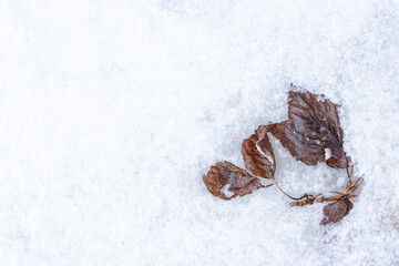An elm branch with brown dry leaves in the melted snow