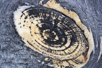 Yellow cut trunk on old dark board