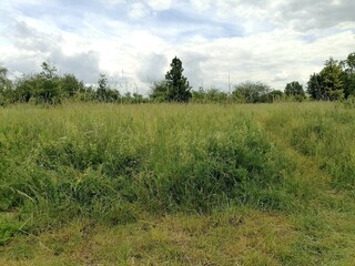 Fototapeta na wymiar Spring inspirations, green meadow full of grasses