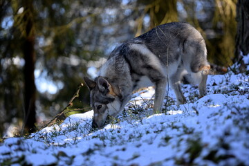 Tschechischer Wolfshund im Wald