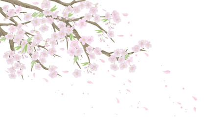 桜のイラスト/白背景【ベクター】