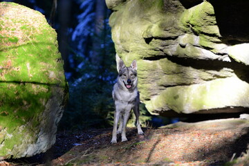 Tschechischer Wolfshund im Wald