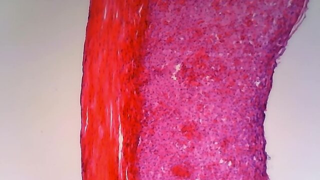 Microscope Human Fibrous Connective Tissue 1200x Focusing