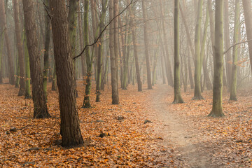 Path through an autumn and misty forest