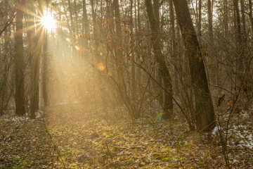 Fototapeta na wymiar Sun glare in the autumn and misty forest