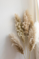 Dry pampas grass reeds against on white interior background with natural light. Beautiful pattern with neutral colors. Minimal, stylish, home living concept. 