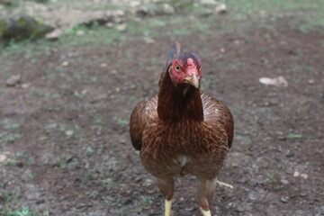 hen in the garden
