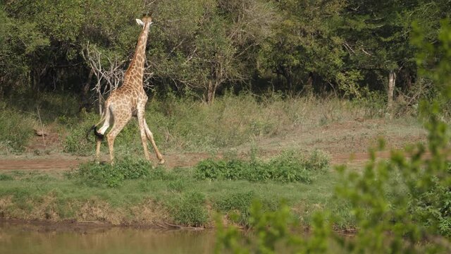 Adult Giraffe at pond spooked to run away by nearby raptor flight