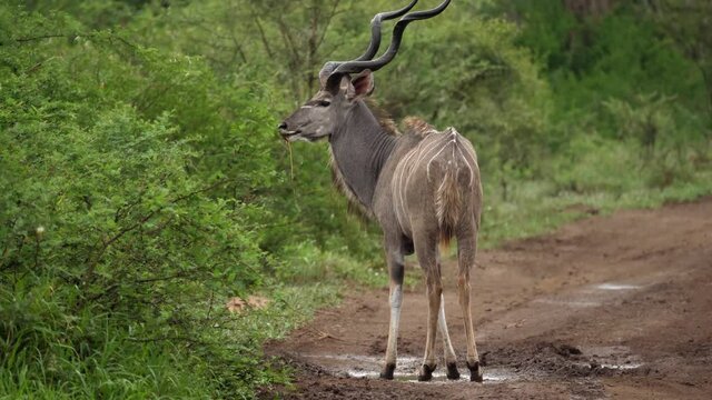 Male striped Kudu Antelope with fantastic spiral horns drinks in road