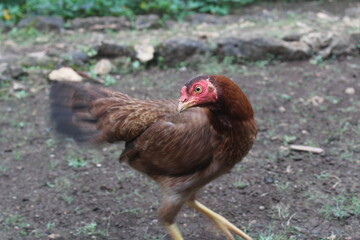 fast movement of the hen
