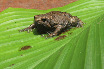 Brown bullfrog frog on a leaf