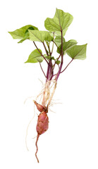 Germinated sweet potatoes isolated on white background