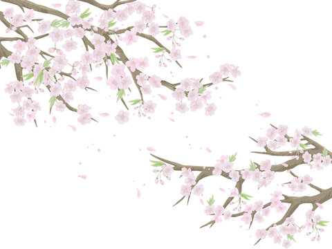 7 278 Best 綺麗 ピンク 春 枝 Images Stock Photos Vectors Adobe Stock