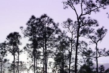Sunset in the Pine Forest of Florida's Everglades National Park