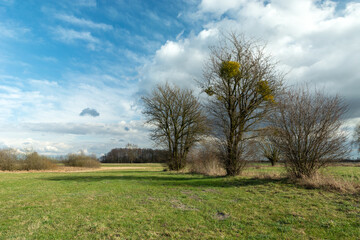 Spring bushes growing in the meadow and clouds against the blue sky