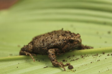 Obraz premium Brown bullfrog(Kaloula baleata)on the leave