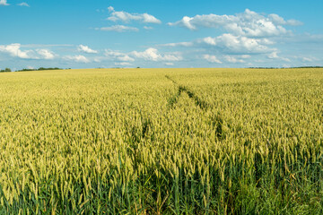 A large field of grain, the horizon and the sky