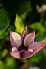 pink magnolia blossom