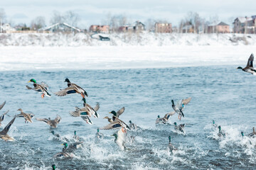 Brown and green ducks take off from water with splashes from the winter river, lake with frozen snowy ice shores on a sunny day