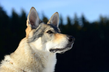 Tschechischer Wolfshund im winterlichen Wald