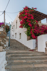 Traditional alley with a narrow street, whitewashed houses and a blooming bougainvillea  in isternia Tinos island, Greece.