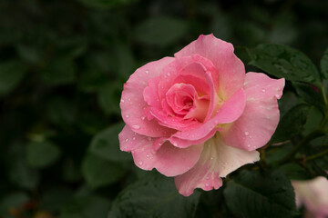 pink rose in garden